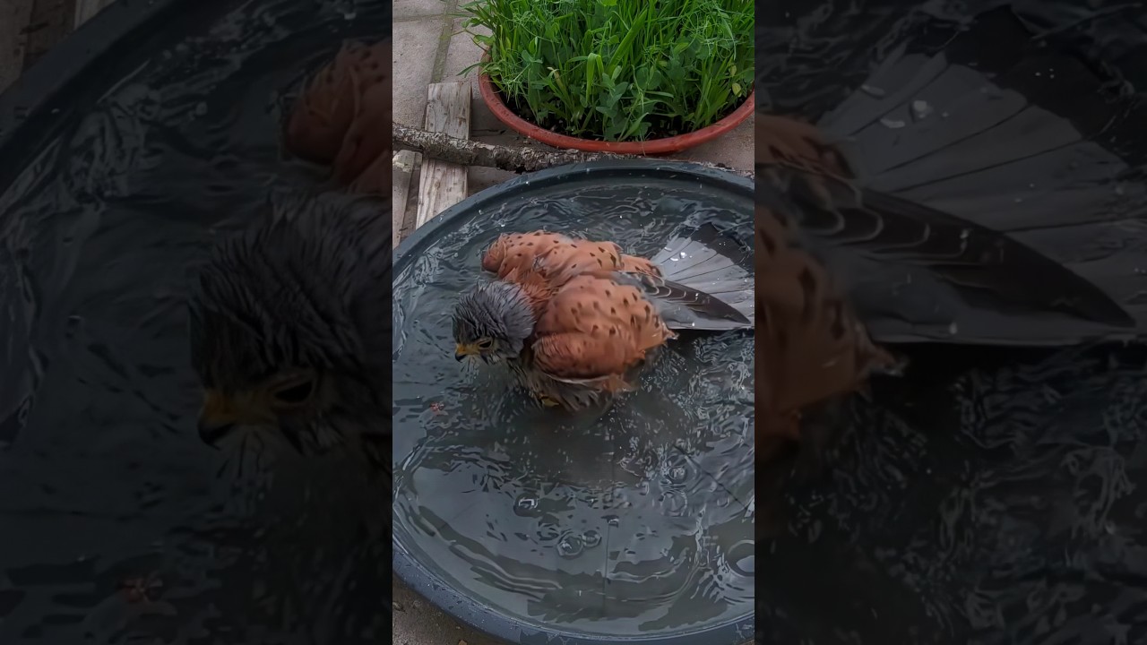 Kurzes Bad nach dem Regen #turmfalke