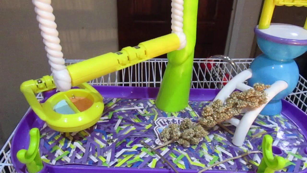 Bird Crop Feeding