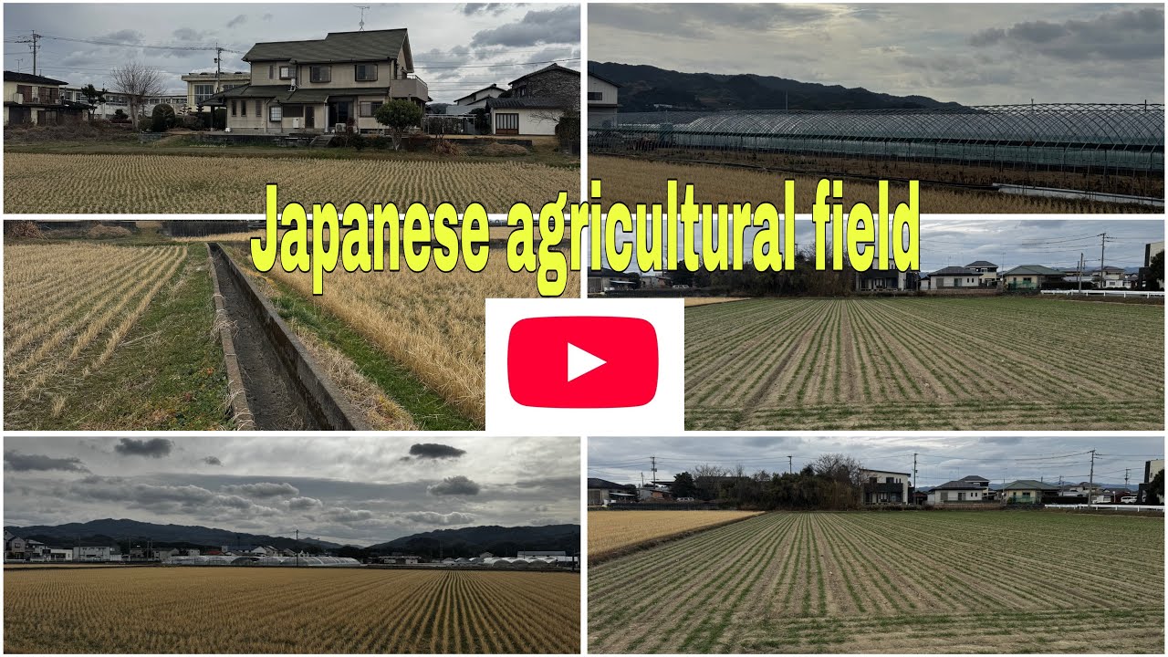 Japanese Agricultural field in Kurume Fukuoka.