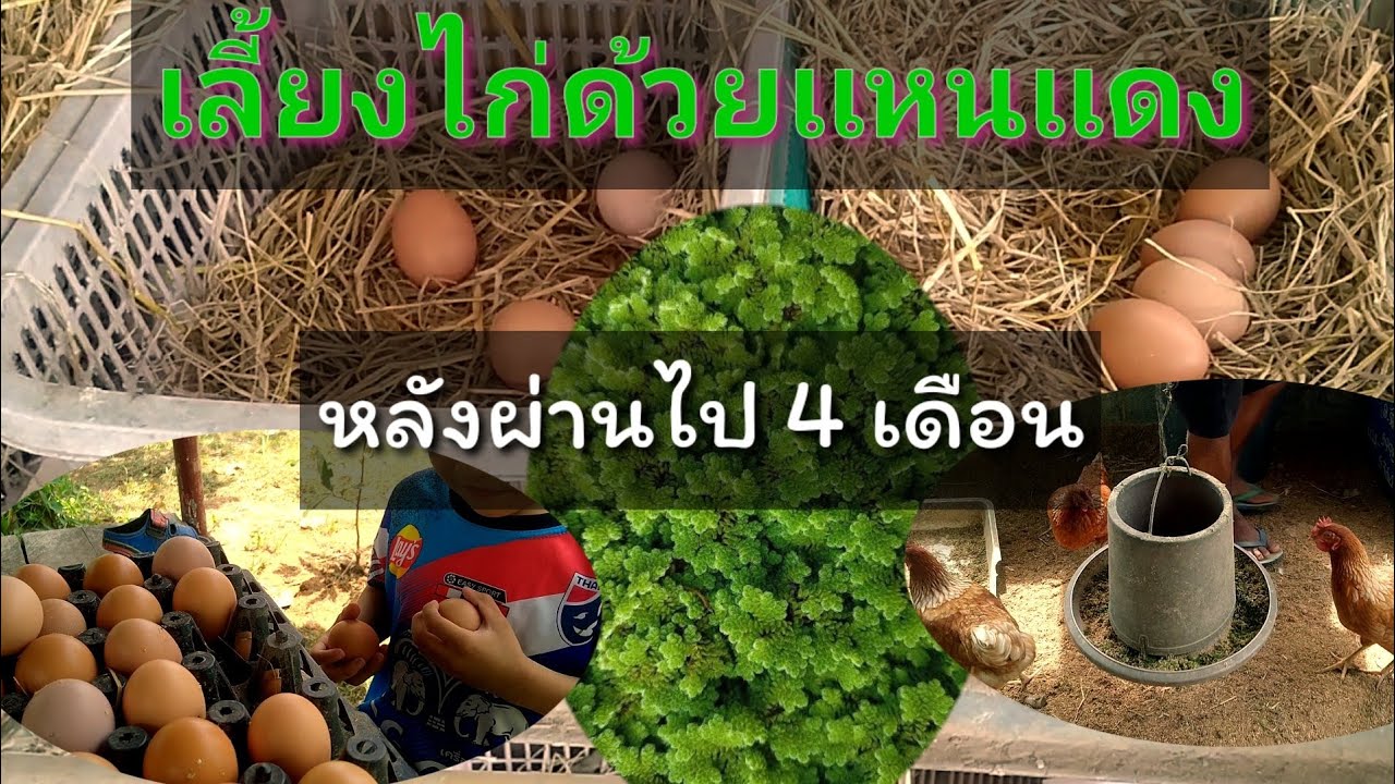 เลี้ยงไก่ไข่อินทรีย์ตอนที่ 3 ผลลัพธ์ที่ได้หลังผ่านไปสี่เดือนกับการใช้เเหนเเดงเป็นอาหารหลัก