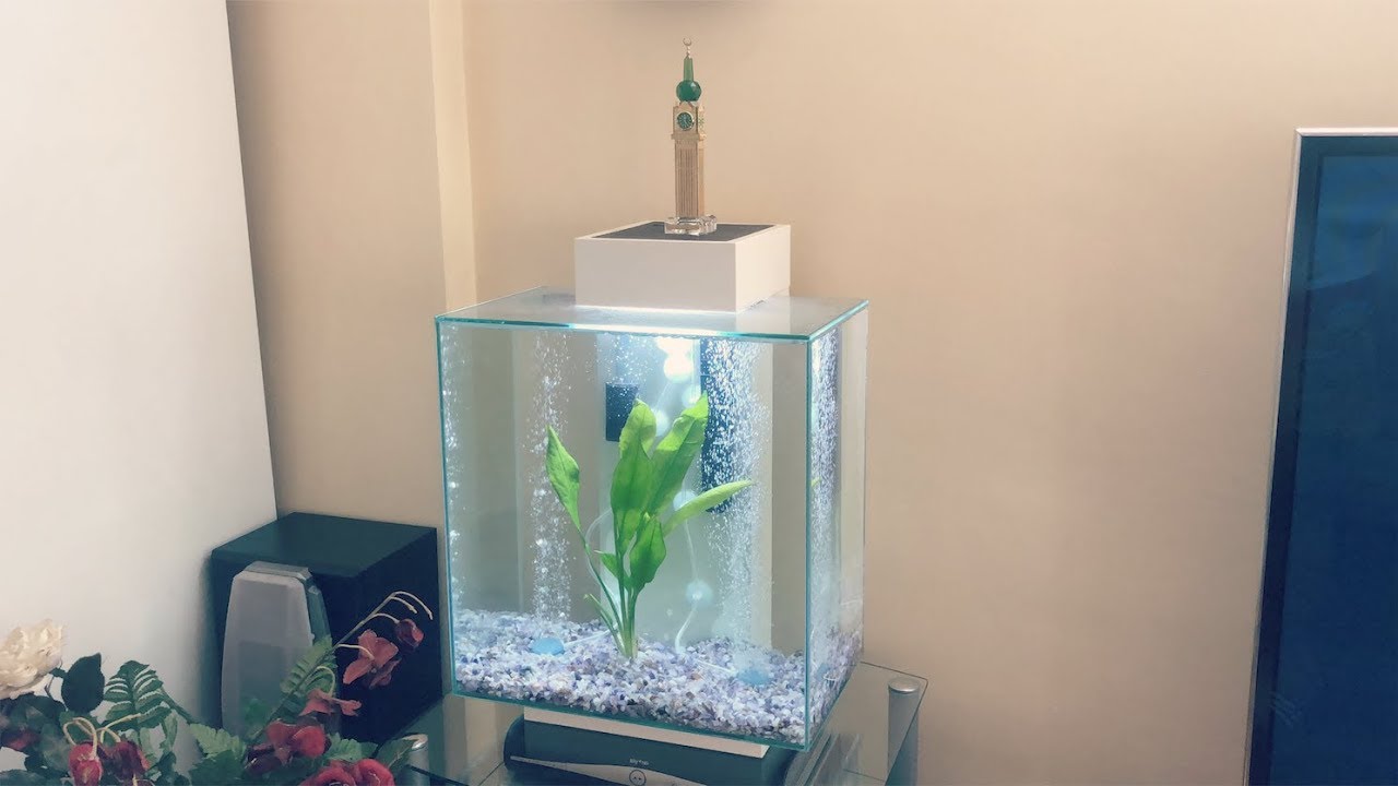 NEW ANGELFISH & CLOWN LOACHES! [FLUVAL EDGE TANK] + AQUASCAPE