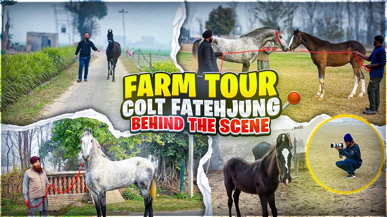 BHOT ASHE GHODE HAI INKE PASS🔥🐎 || GREWAL STUD FARM || HORSE STABLE NANDED