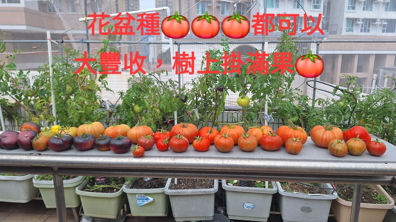 小阮~番茄種植篇9#有機種植番茄#種植番茄成功方法#氮肥#鉀肥#磷肥#有機雞屎肥#一定要