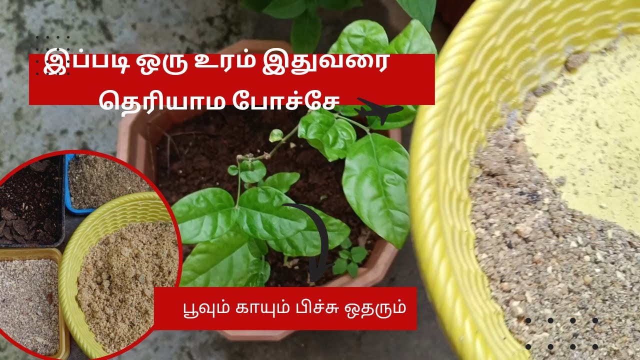 Free-யா கிடைக்கும் சூப்பர் உரம் | Super manure for Plants | GARDENING | MANURE