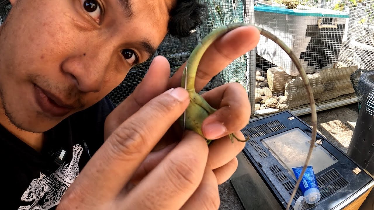 CARA MENGETAHUI IGUANA BABY JANTAN ATAU BETINA!