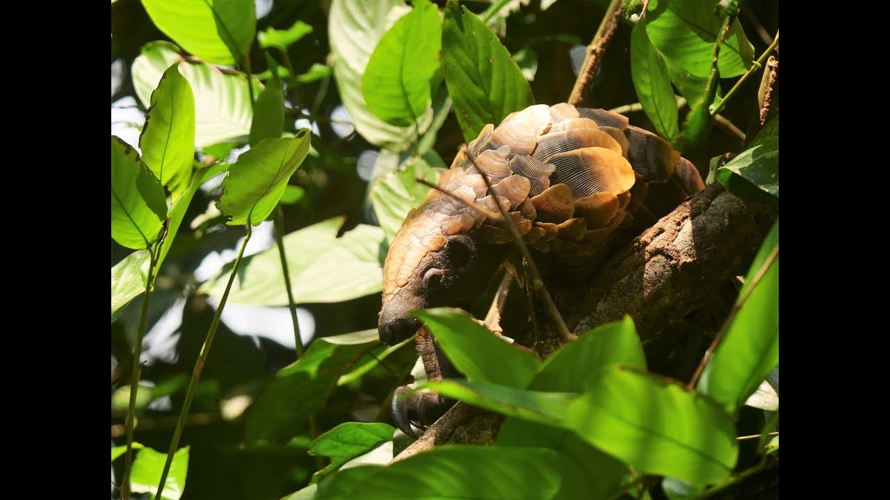 Wildlife of the Central African Republic: Pangolins, gorillas, elephants