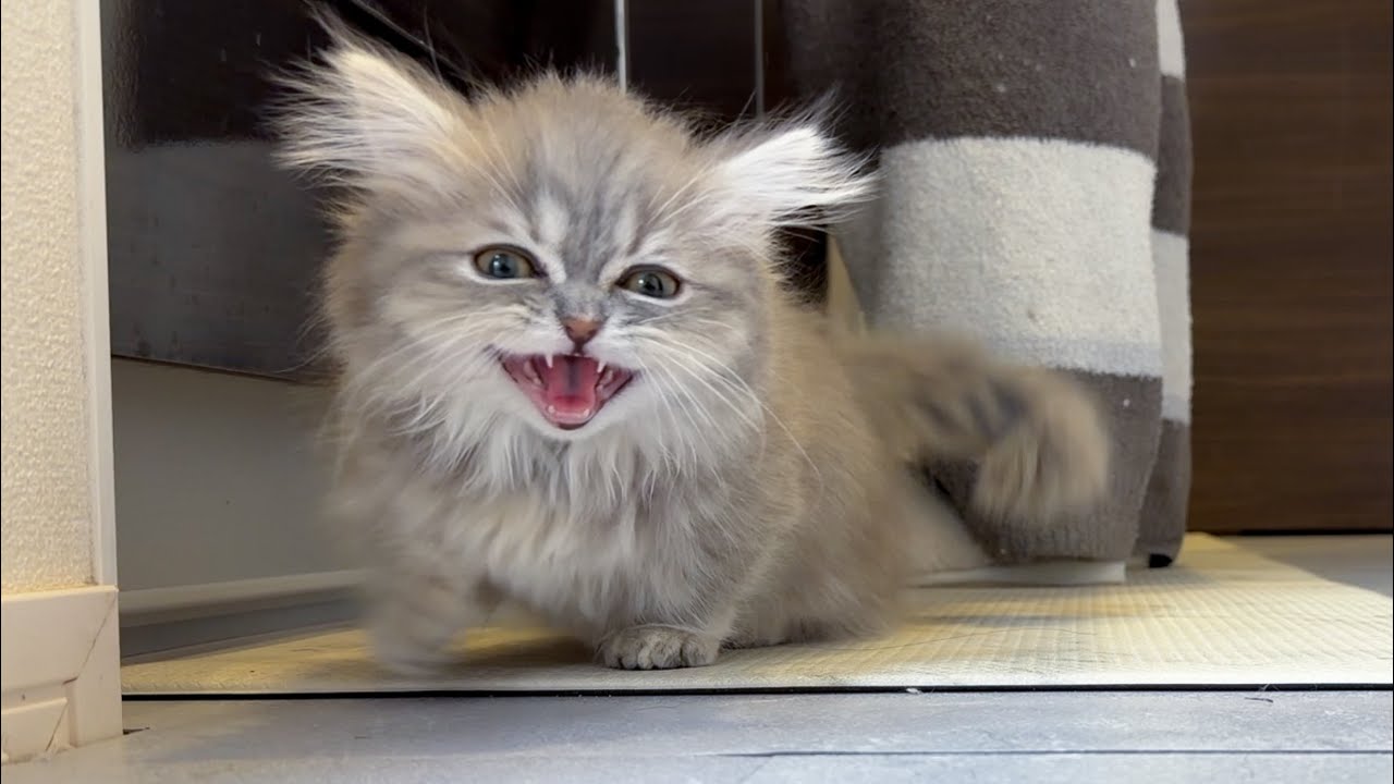 ごはんが欲しすぎて情緒がおかしくなった猫