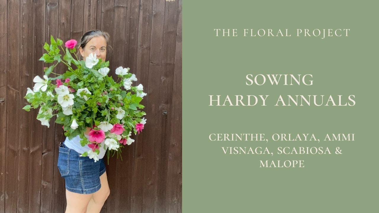 Cerinthe, Orlaya, Scabiosa, Malope and Ammi Visnaga