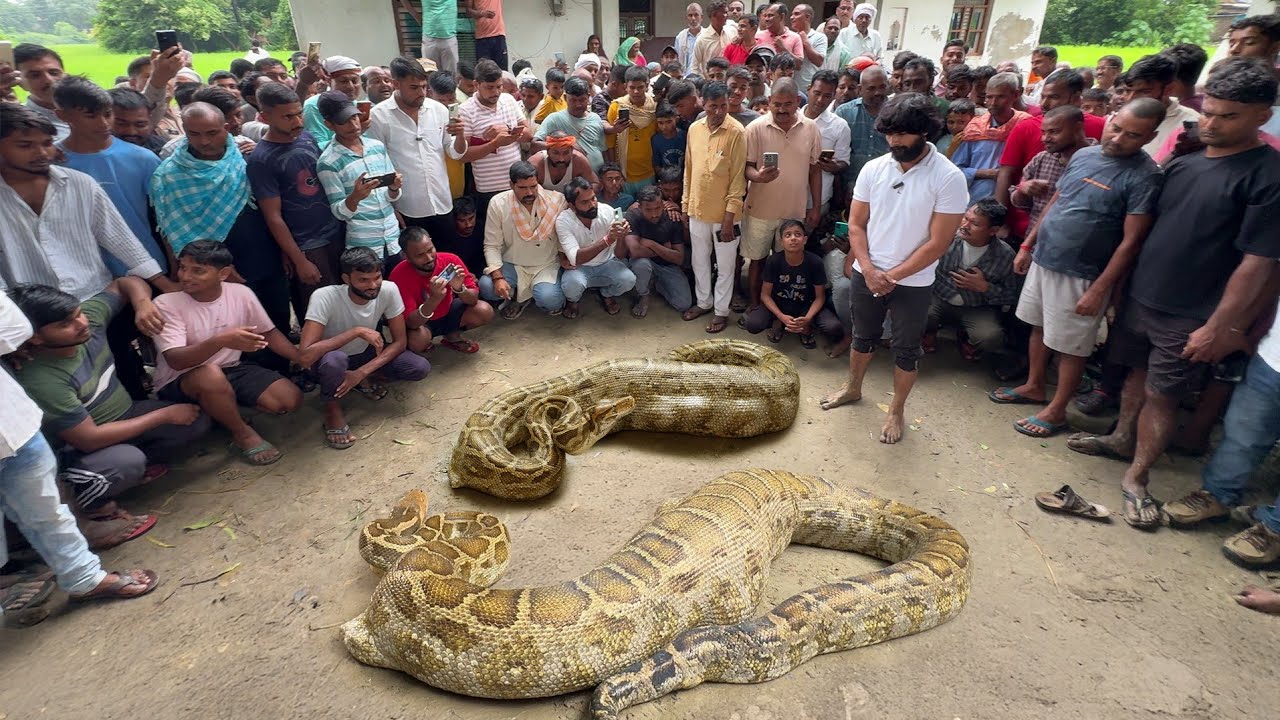 जब किसान के खेत में मिला अजगर सांप और देखिए कौन से जीव को जिंदा निगल गया था।😱 Rock Python Rescue