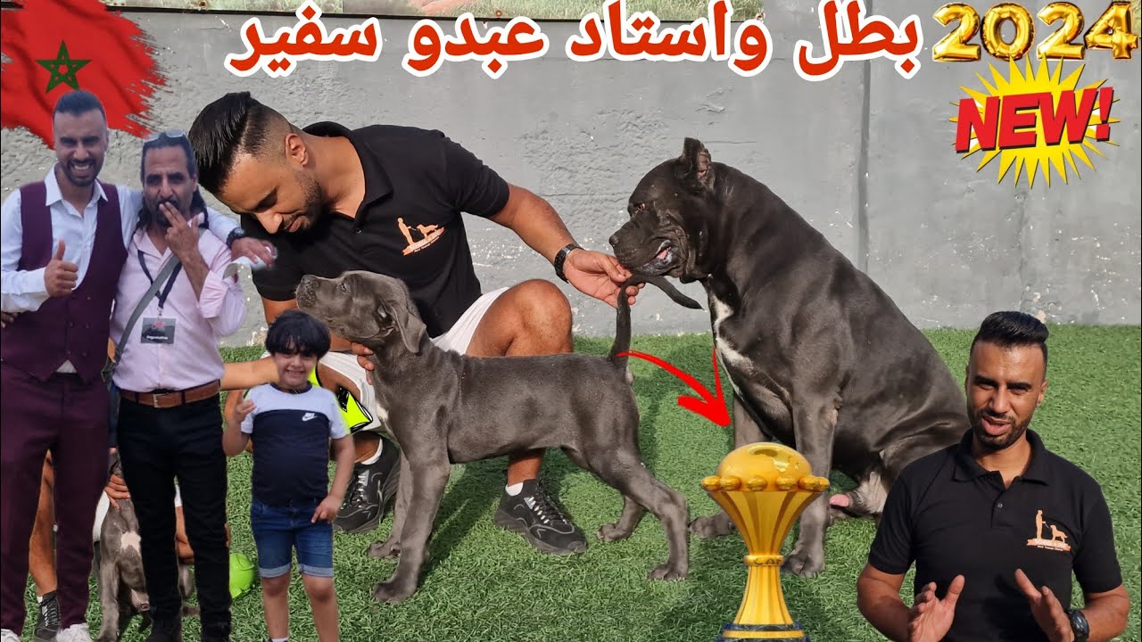 استاد وبطل عبدو سفير🏆 واحسن المزرعة الوحوش في المغرب💥  عشاق الاسطورة العمالقة #canecorso نعم ياساده💪