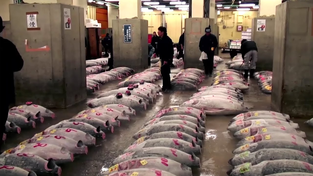 The Destruction of our Seas: How Overfishing is Destroying our Oceans