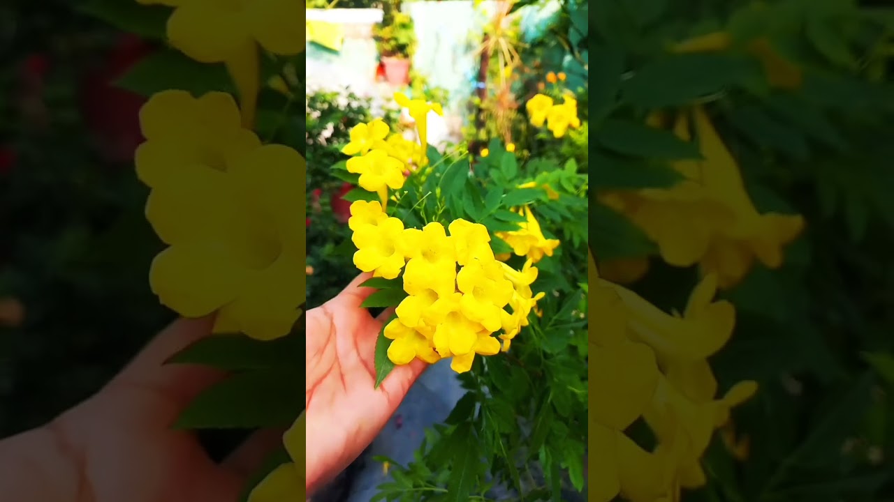 Heat tolerance  TICOMA PLANT 