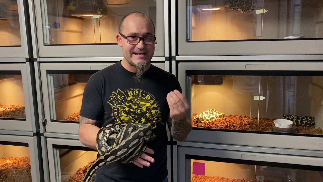Le python tapis des jungles Morelia spilota cheynei, l'emblème du BoïDay