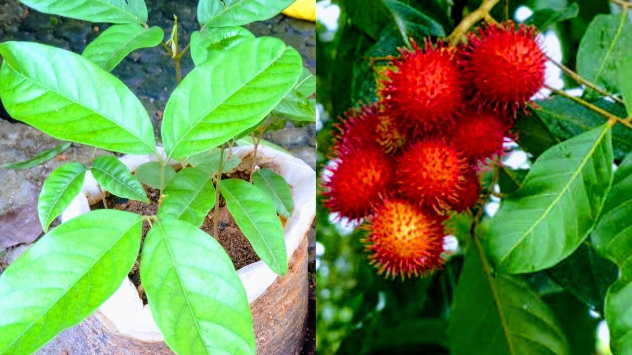 How to Grow Rambutan Tree from Seed / Rambutan Tree growing / Beautiful Rambutan fruit grow in home