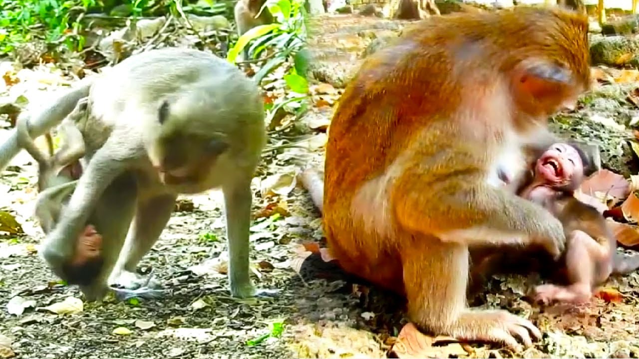 Mother monkey is struggling to wean her spoiled baby monkey.