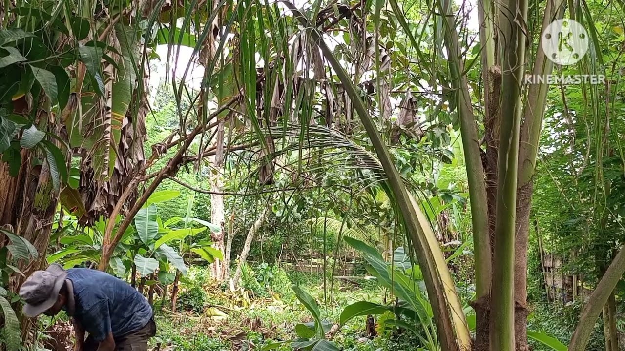 Bersihkan Kebun Pisang ‼️