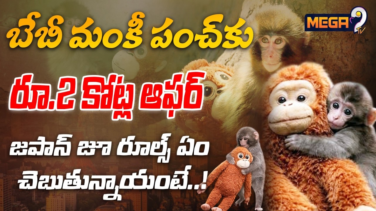 Rs 2Cr For Abandoned Baby Monkey Punch? | Tristan Tate | బేబీ మంకీ..రూ.2 కోట్ల ఆఫర్ | Mega9tv