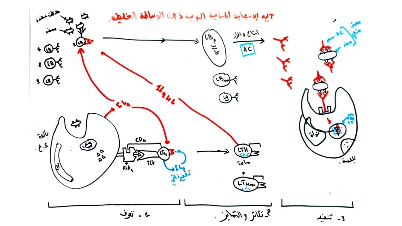 شرح المناعة الخلطية 🦠 ببساطة 😎 .
