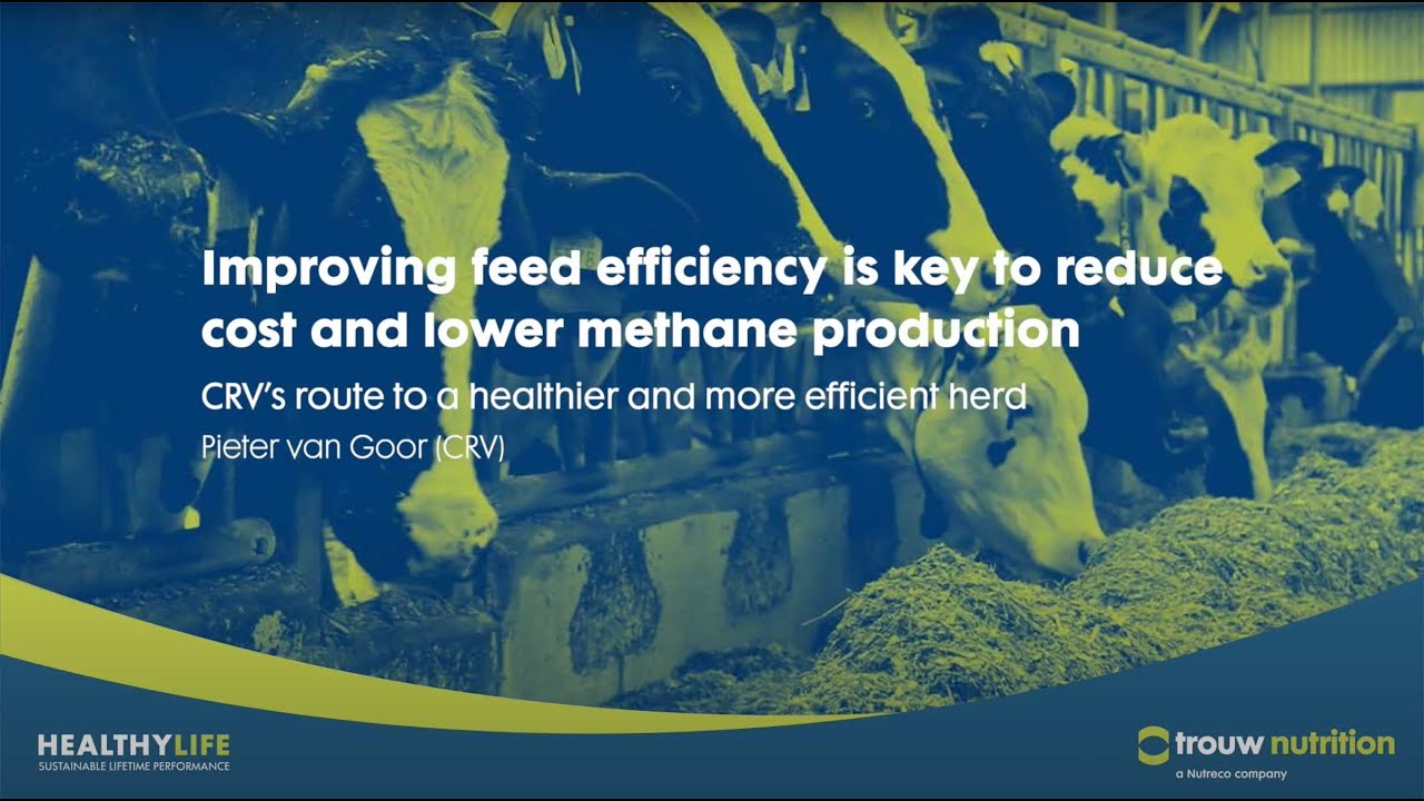 Breeding a more efficient dairy cow