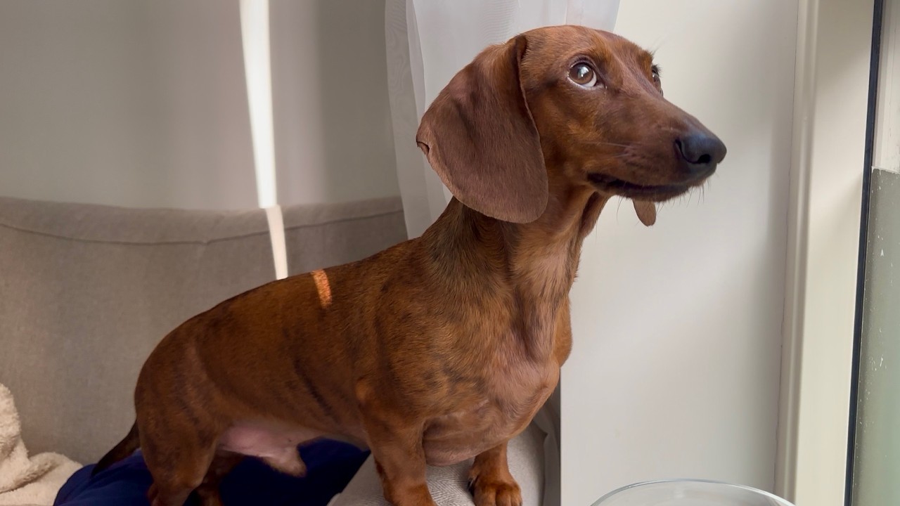Mini dachshund never wastes a sunny day in Ireland! ☀️