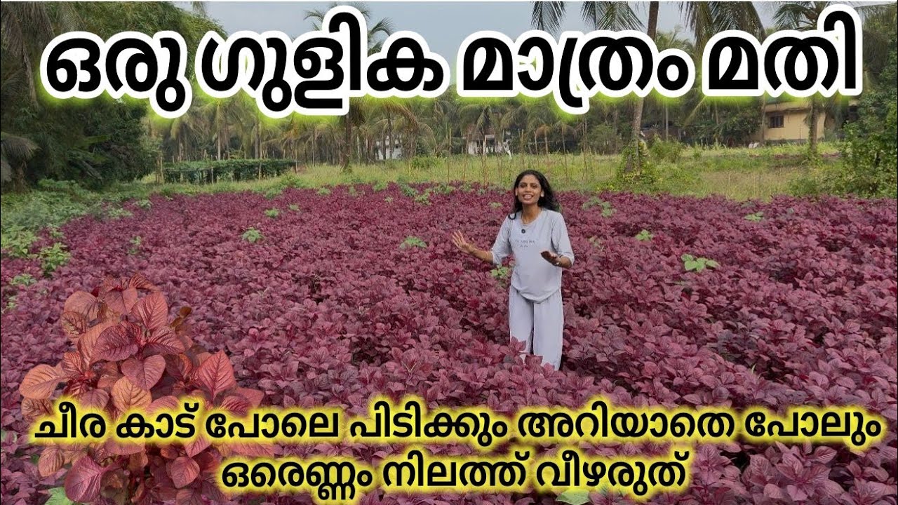 ഒരു ഗുളിക ഉണ്ടെങ്കിൽ കാടുകയറി ചീര പിടിക്കും / homeo gulika 
