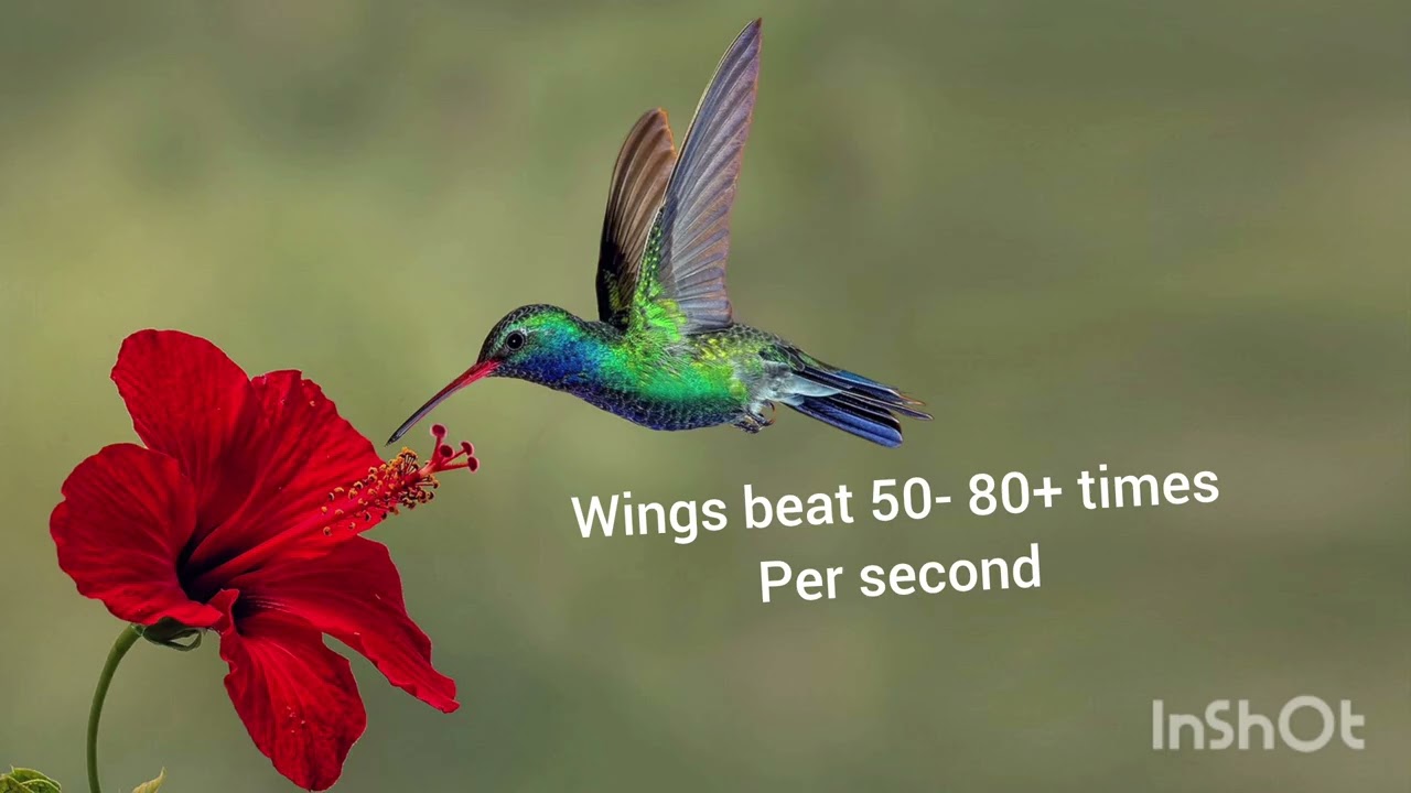 Details Of  World's  Smallest Bird #  Humming Bird 
