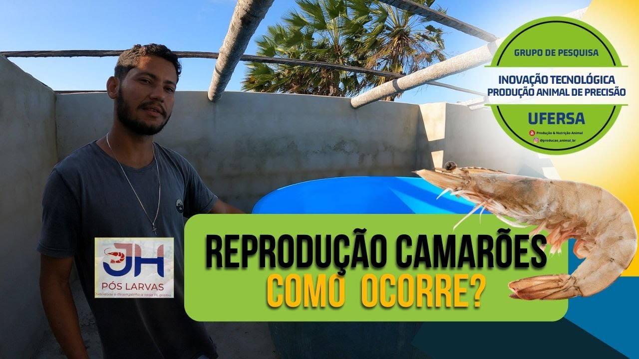 Setor de reprodução em uma larvicultura de Camarões vannamei | Passo a Passo | JH Pós-Larvas