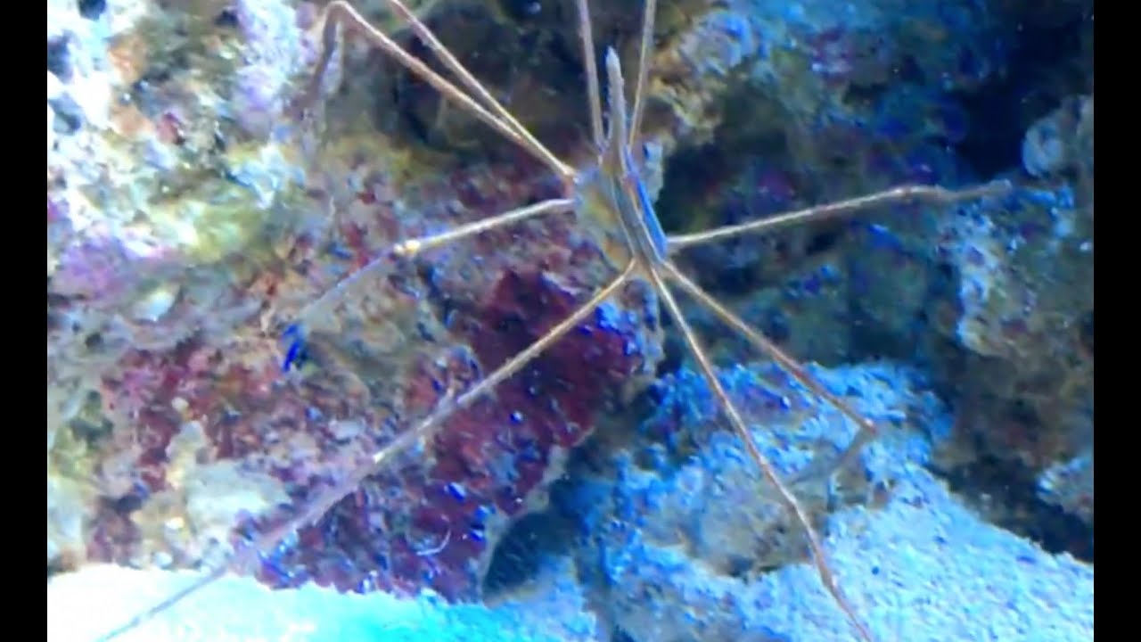 Как предотвратить и устранить вредителей в рифовом аквариуме | Щетинистый червь — простой морской...