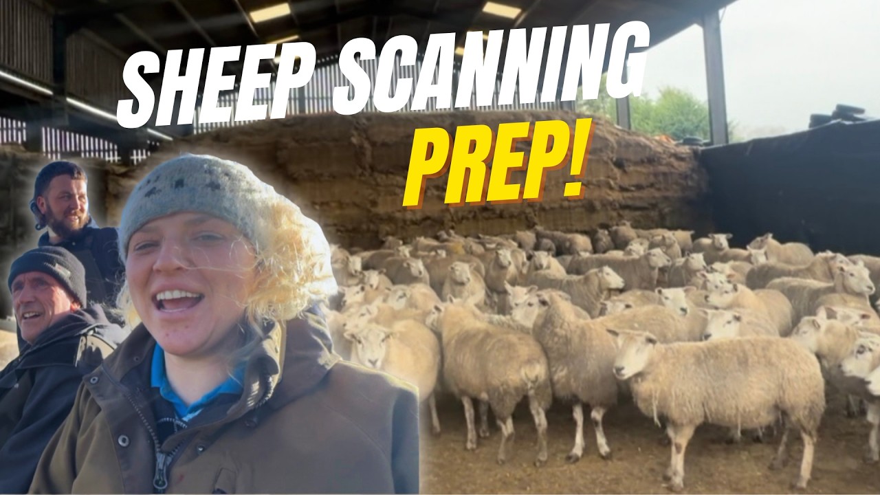New Calves Arrive! First Milk Feed & Sheep Scanning Prep | UK Farm Vlog