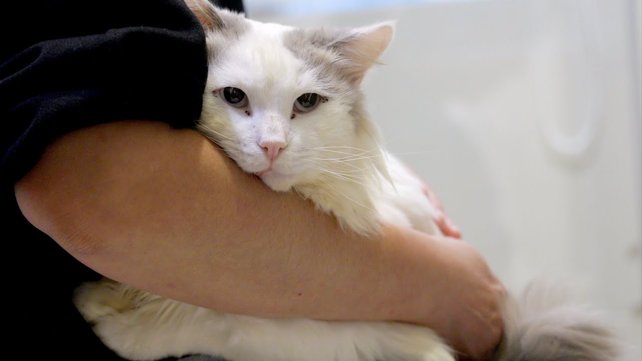 流浪布偶貓想告訴我他有舊傷，但我就是找不到，直到一次意外發生｜Xishu&Cats