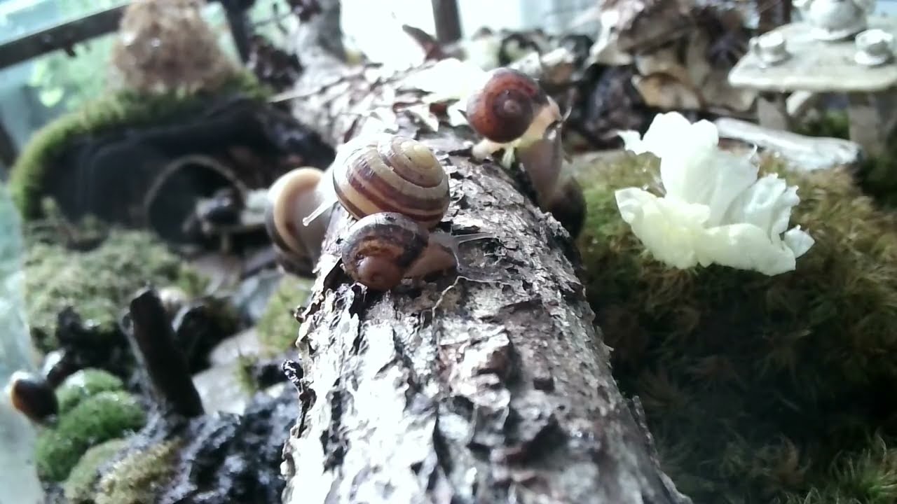 Live | Snail Home 🐌🌿 Cozy Terrarium • Slow Life