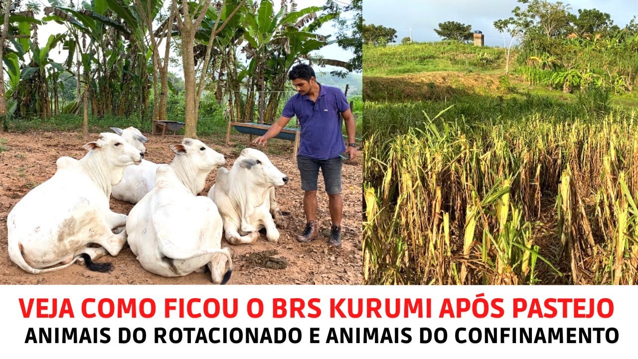 Pós pastejo dos garrotes Nelore no capim brs Kurumi.