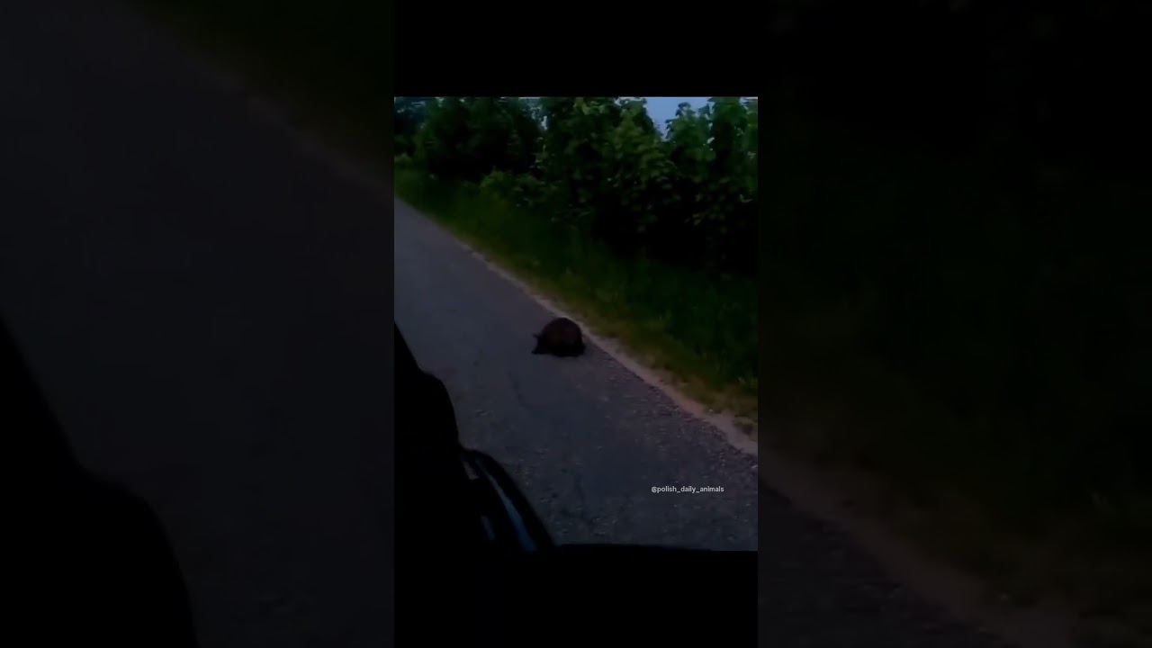 Polish Beaver Bites Into Car on the Road! 🚗😂