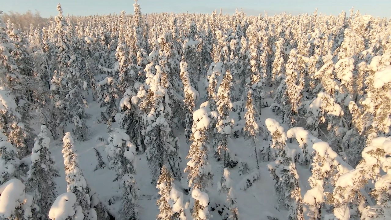 Frozen Forest Take 2 stabilized