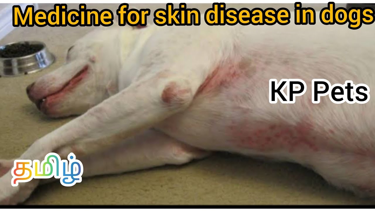 Medicine for skin disease in dogs | Pets sale | KP Pets | தமிழ்