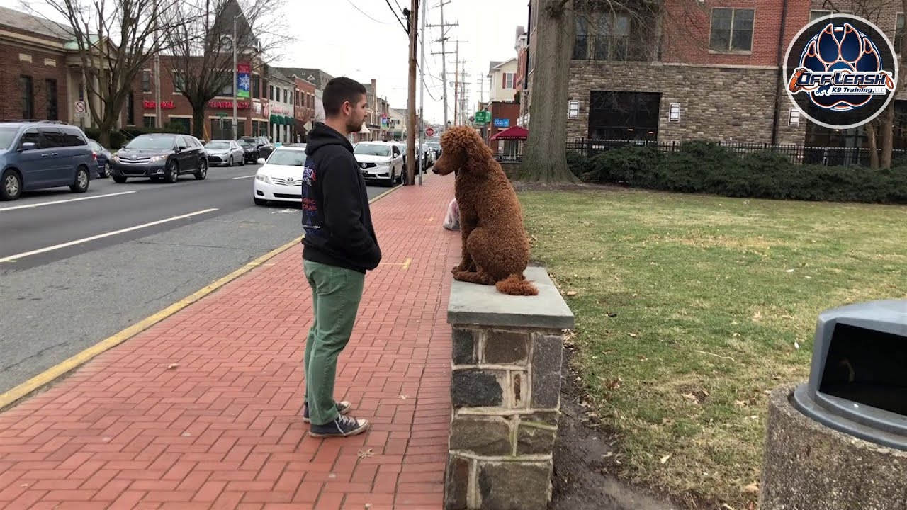 10-Month Old Standard Poodle, Merlot | Incredible Poodle Dog Training | Off Leash K9 Training