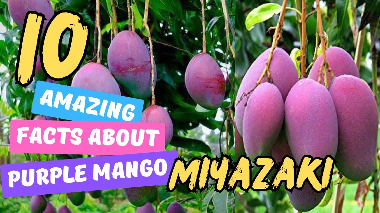 Purple Mango Miyazaki Unveiled: 10 Mind-Blowing Facts You Need to Know! | #mango #fruit #facts