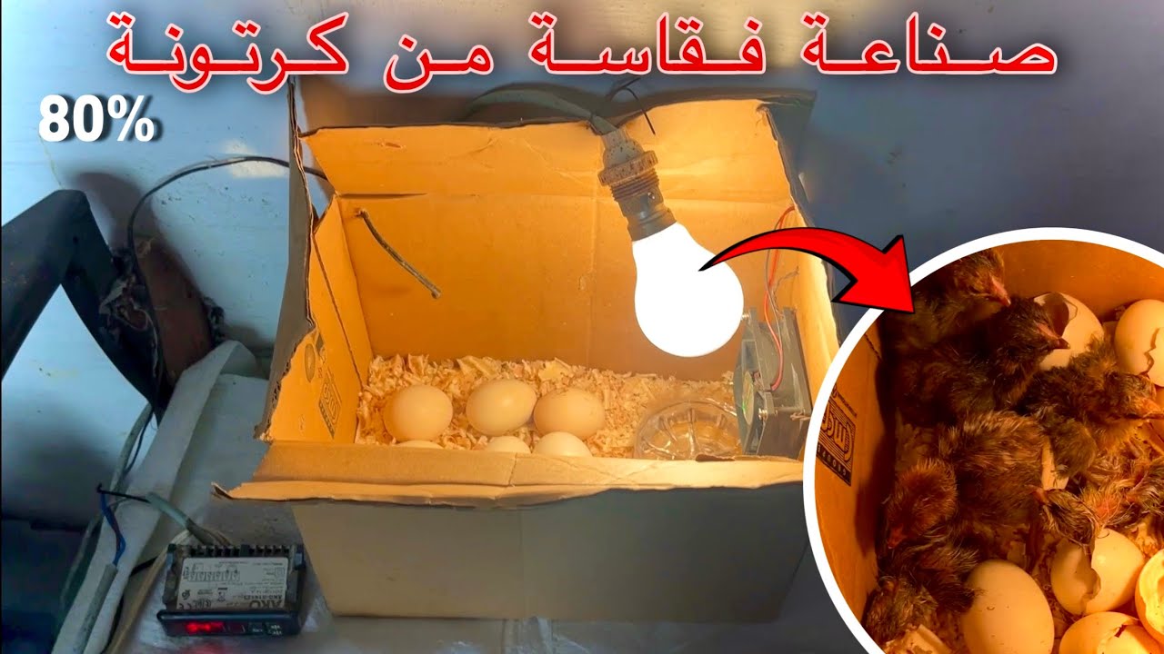 صناعة فقاسة بيض من علبة كرتون وتجربتها | نسبة 80%