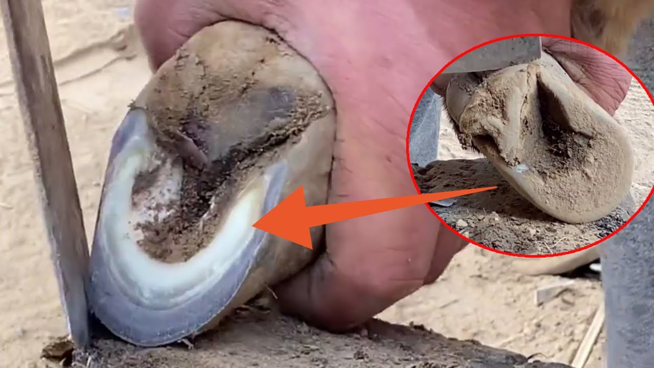 修驴蹄：小矮驴母子驴要修蹄，大肉垫比蹄子都大，看师傅怎么修理它【刚哥的生活日记】