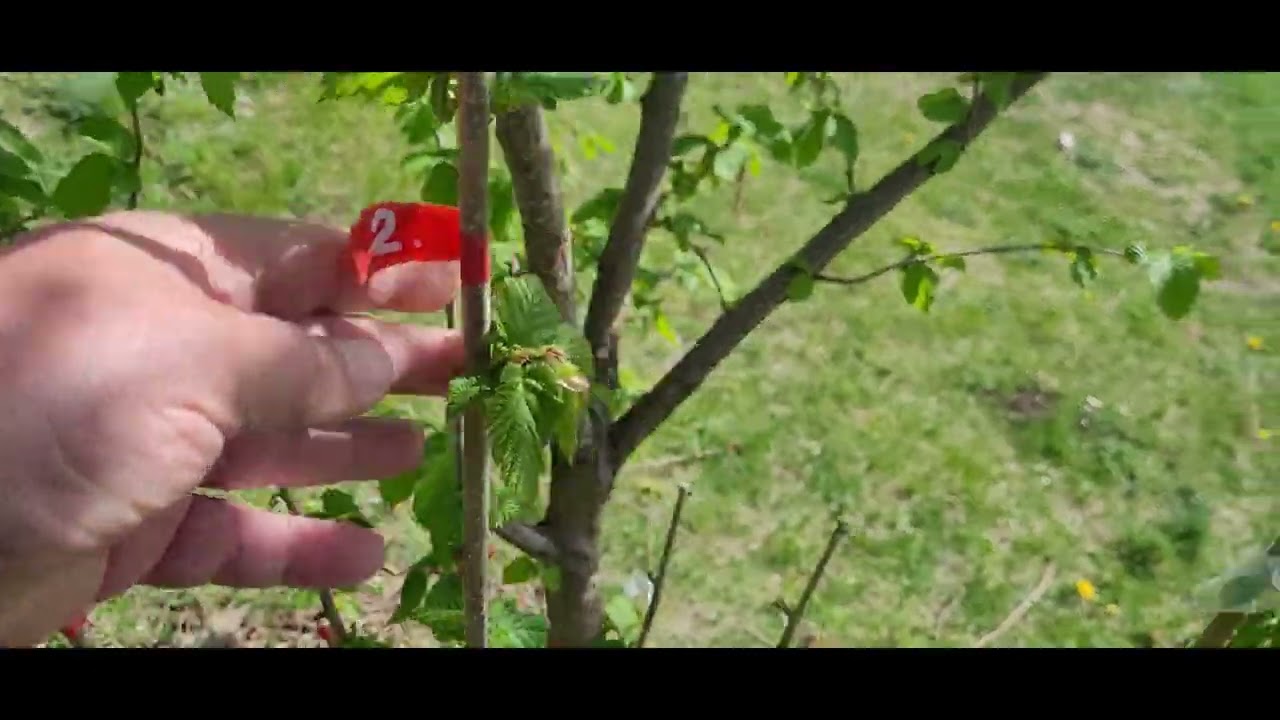 Фундук/Украина ч.4 Селекция Бадалова П.П. Август-2024 итоги... года