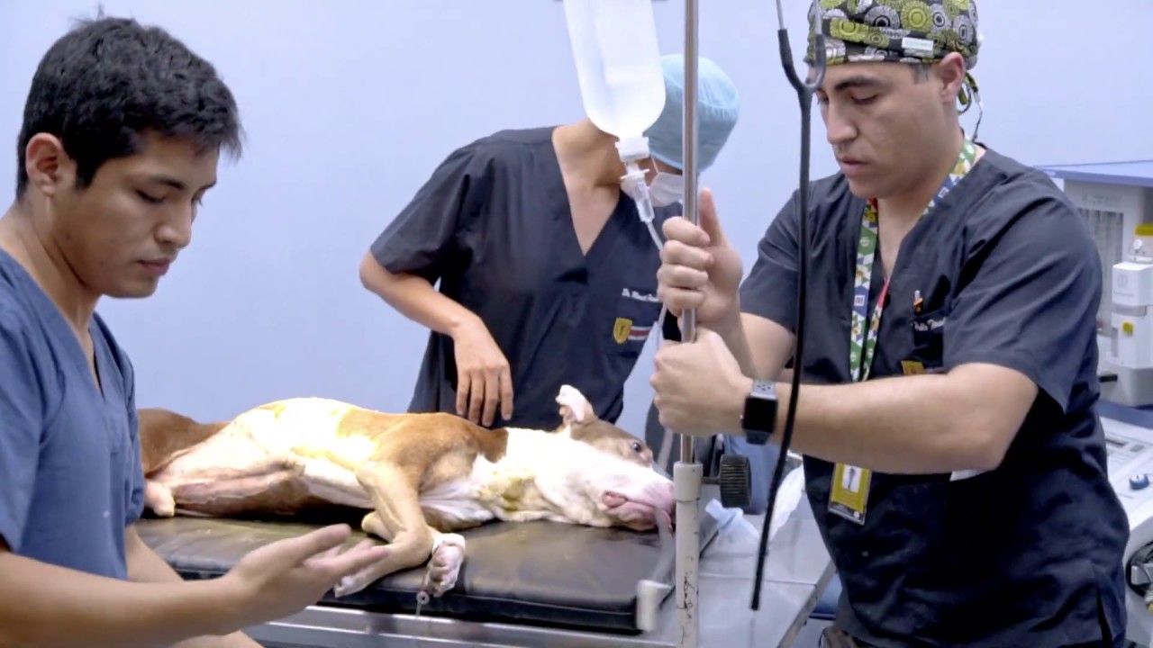 Medicina veterinaria testimonio - Perú.