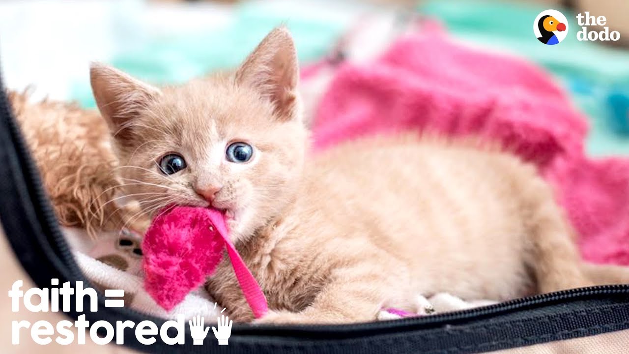 Woman Rescues Paralyzed Kittens And Finds Them Homes | The Dodo Faith = Restored