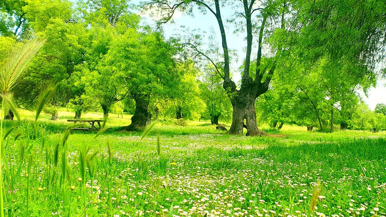 Relaxing Nature Ambience Meditation 🌳 Healing Forest Sounds on a Spring Morning for Positive Energy