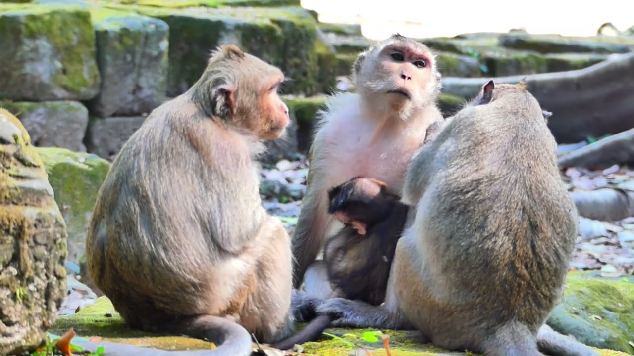 Dakota monkey family move out when help of Spring health care ready ,