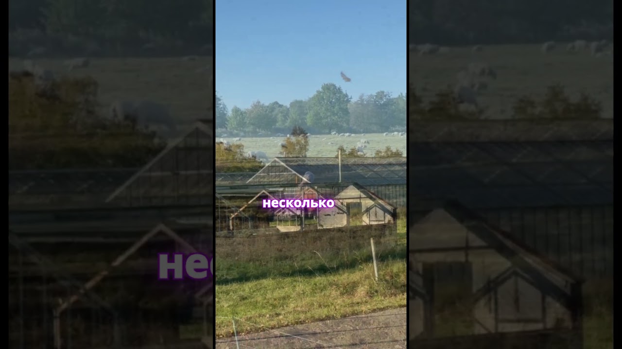 Новые проблемы в Германии из-за легализации каннабиса #европа #германия #гамбург