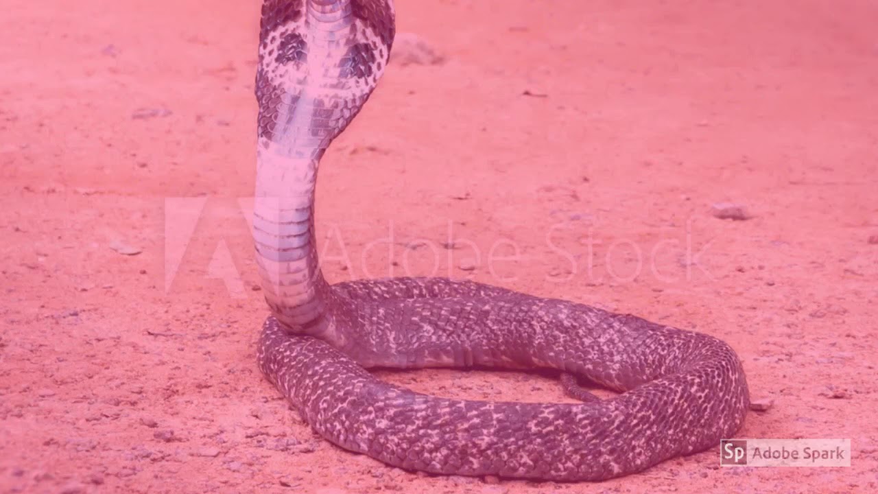 Interview with snake expert Jason Clark