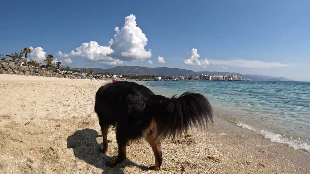 Les vacances du Hovawart Flynn