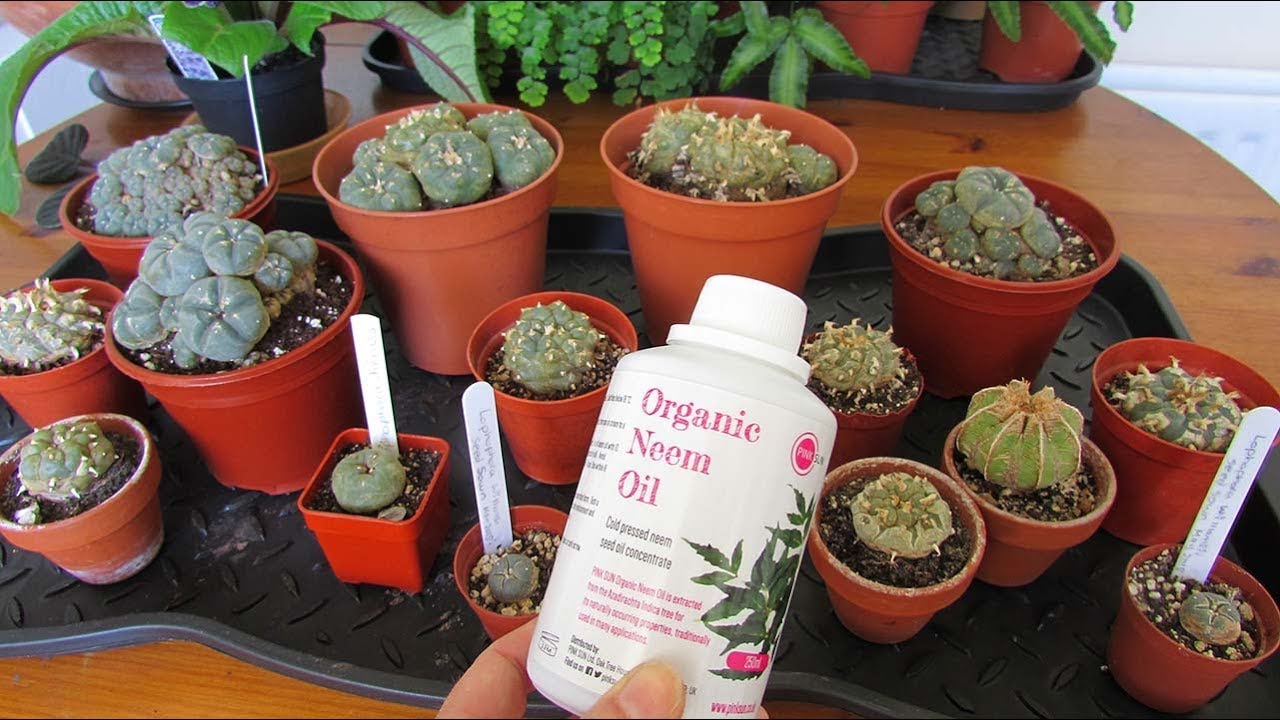 How to use Neem oil as a preventative & treatment for pests on Lophophora cacti & other cacti