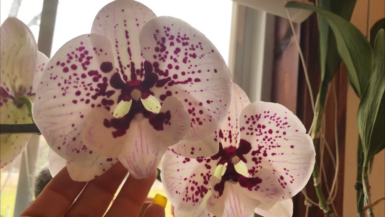 Compra de orquídeas en el Jardín  botánico