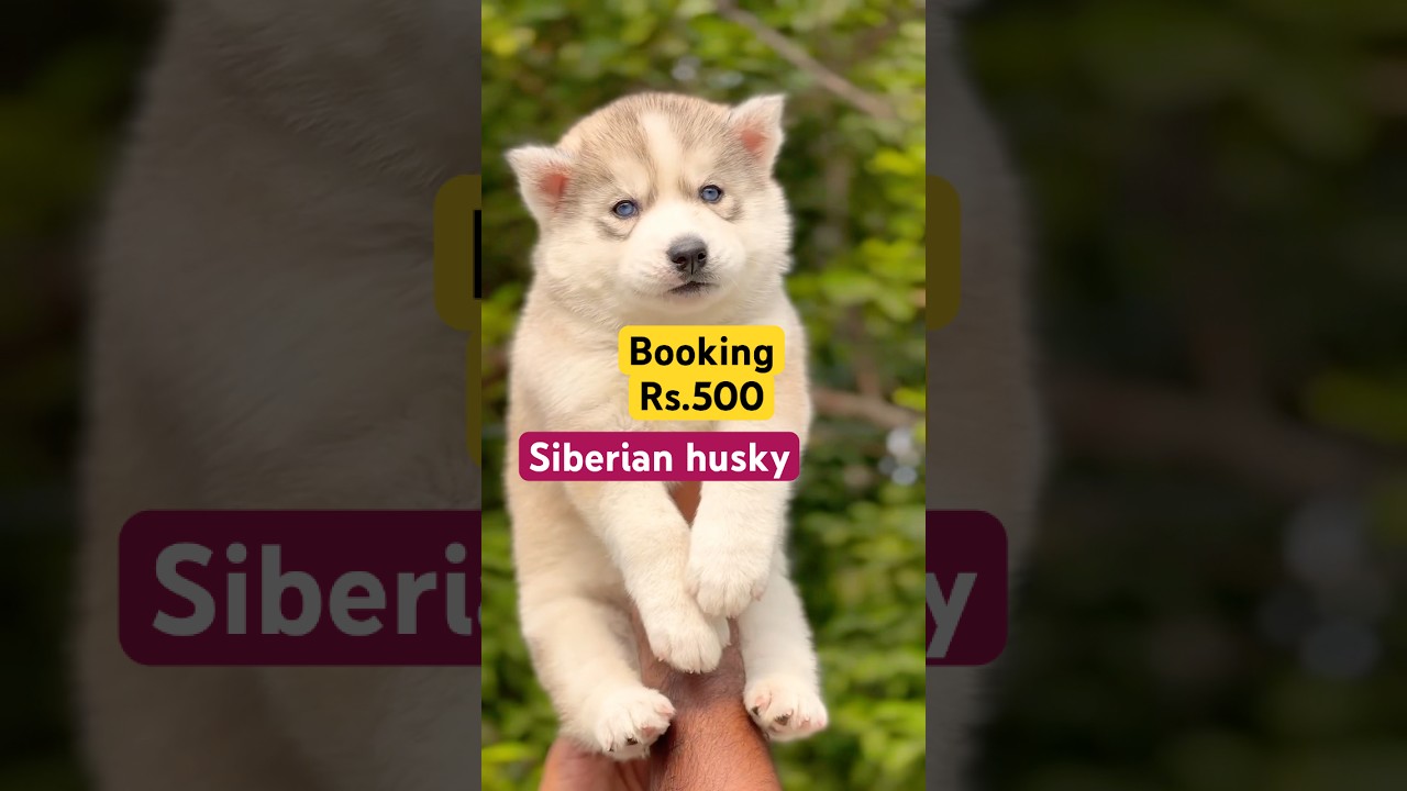 Cheapest price Siberian husky puppies in India all india deliver